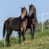 Maroon (Paint Horse)