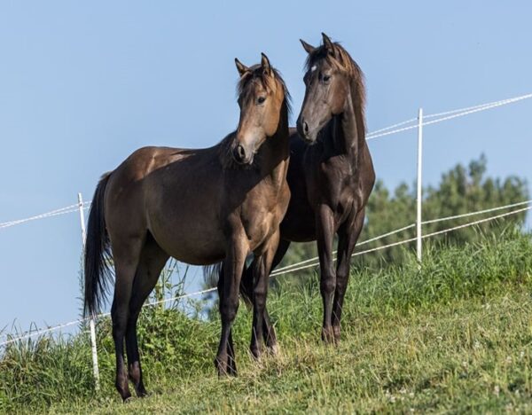 Maroon (Paint Horse)