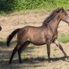 Maroon (Paint Horse)