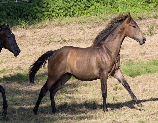 Maroon (Paint Horse)