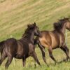 Maroon (Paint Horse)