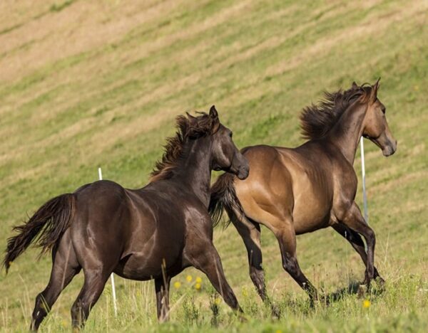 Maroon (Paint Horse)