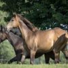Maroon (Paint Horse)