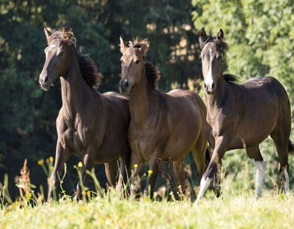 Maroon (Paint Horse)