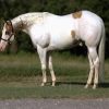 Milo (Paint Horse)