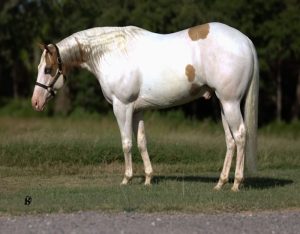 Milo (Paint Horse)