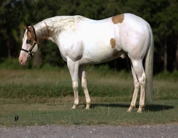 Milo (Paint Horse)