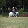 Milo (Paint Horse)