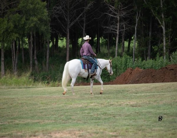 Milo (Paint Horse)