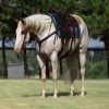 Milo (Paint Horse)
