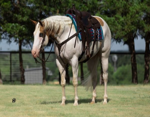 Milo (Paint Horse)