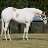 Milo (Paint Horse)