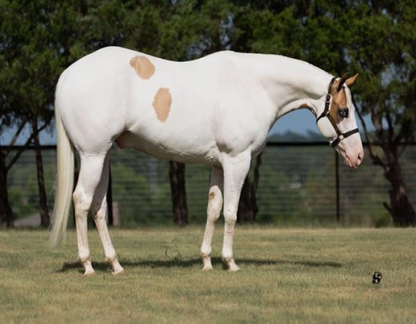 Milo (Paint Horse)