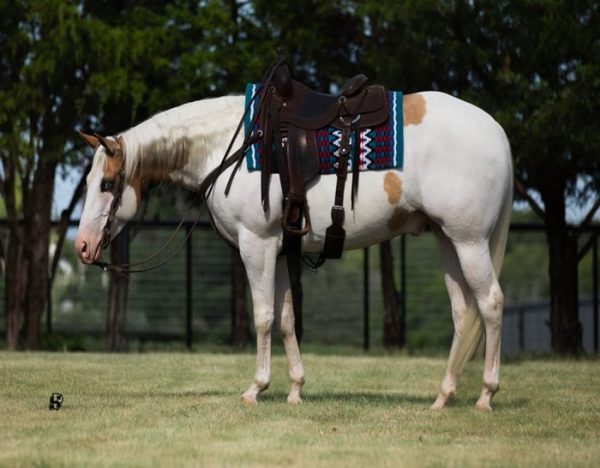 Milo (Paint Horse)