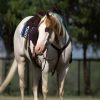 Milo (Paint Horse)