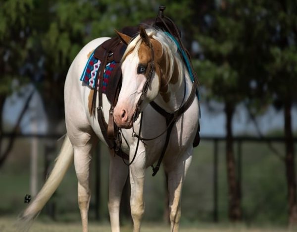 Milo (Paint Horse)