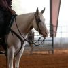 Milo (Paint Horse)
