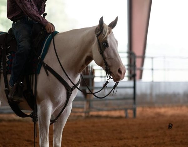 Milo (Paint Horse)