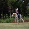 Milo (Paint Horse)