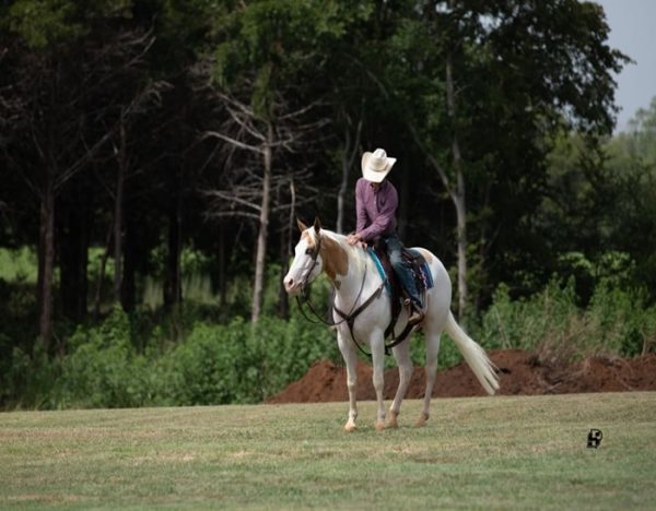 Milo (Paint Horse)