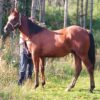 Teddy (Paint horse)