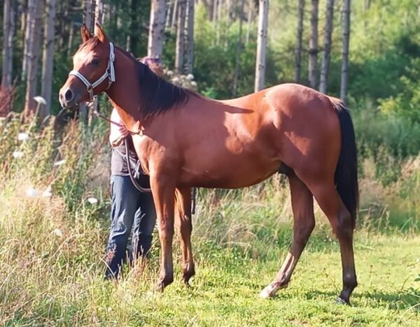 Teddy (Paint horse)