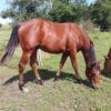 Teddy (Paint horse)
