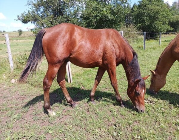 Teddy (Paint horse)