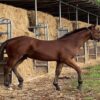 Teddy (Paint horse)