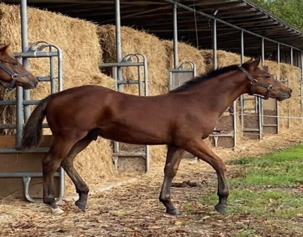 Teddy (Paint horse)