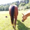 Teddy (Paint horse)