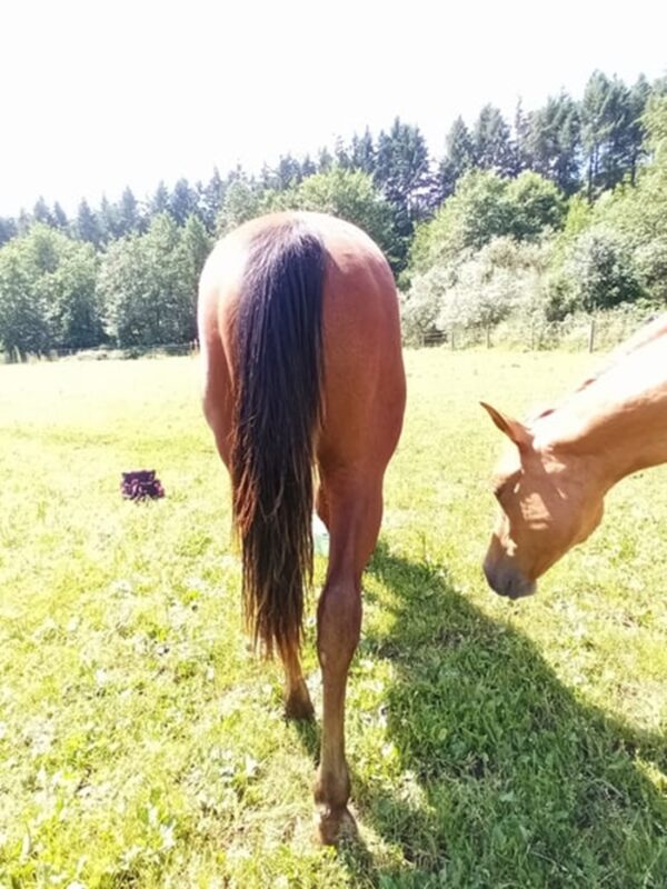 Teddy (Paint horse)