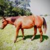 Teddy (Paint horse)