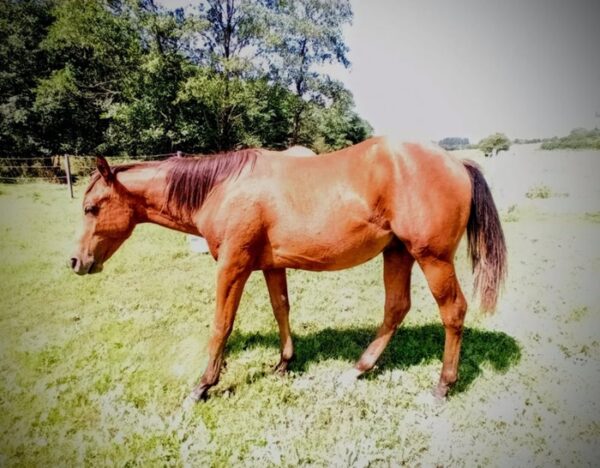 Teddy (Paint horse)
