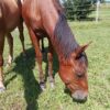 Teddy (Paint horse)