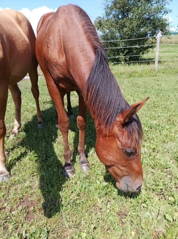 Teddy (Paint horse)