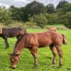 Teddy (Paint horse)