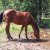 Teddy (Paint horse)