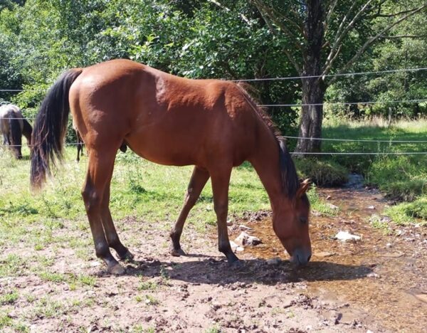 Teddy (Paint horse)
