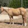Applesauce (Quarter Horse)