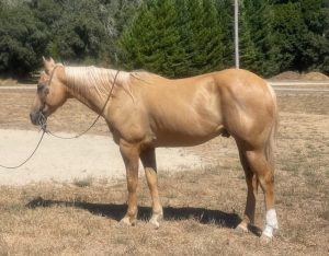 Applesauce (Quarter Horse)