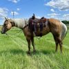 Dolly (Quarter Horse)