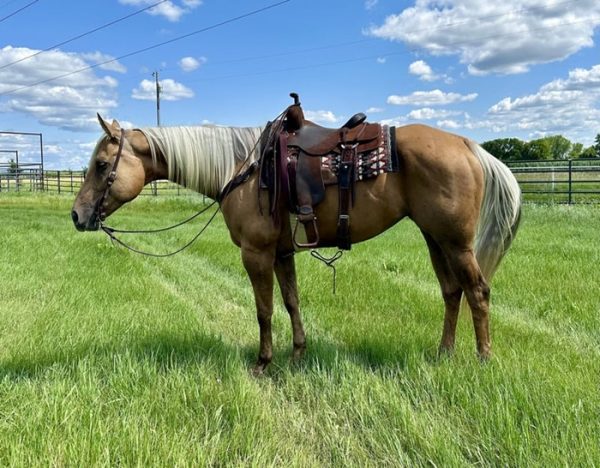 Dolly (Quarter Horse)