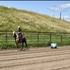 Dolly (Quarter Horse)