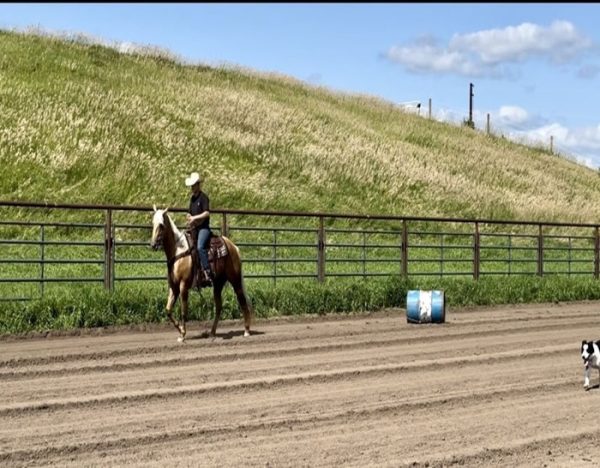 Dolly (Quarter Horse)