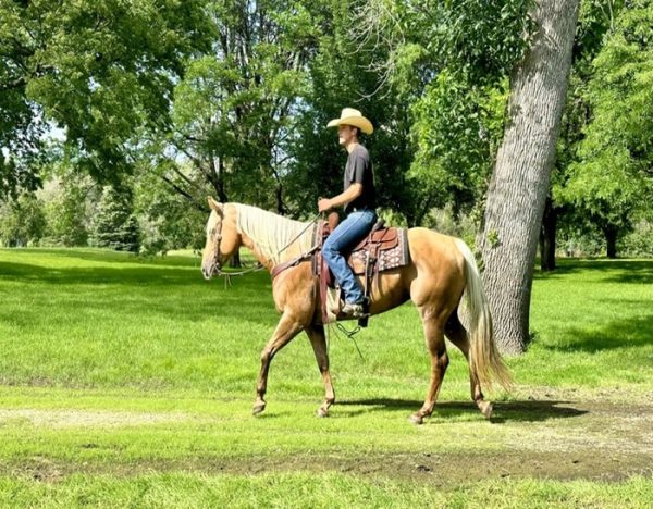Dolly (Quarter Horse)