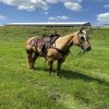 Dolly (Quarter Horse)