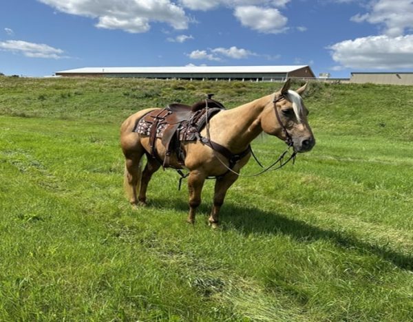Dolly (Quarter Horse)