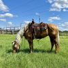 Dolly (Quarter Horse)