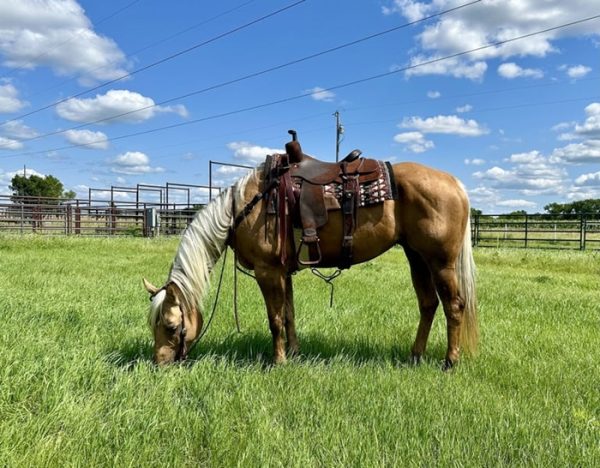 Dolly (Quarter Horse)